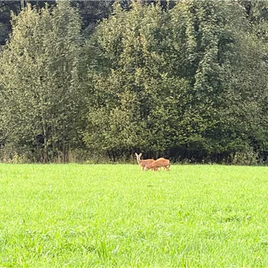 A deer is standing in a green meadow. Trees can be seen in the background.