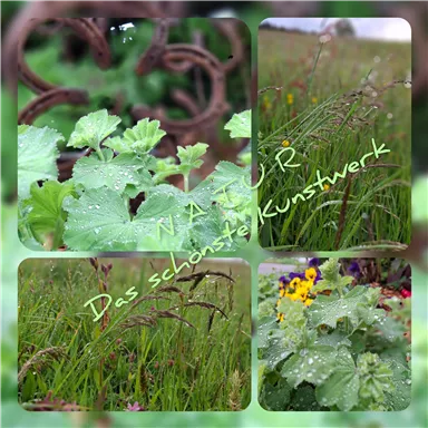 A mixture of fresh green plants and flowers covered with water droplets. In the background, a grid and a green meadow are visible.