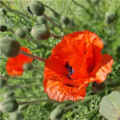 A vibrant red poppy blooms amidst green buds. The flower shines in the sun and draws attention to itself.