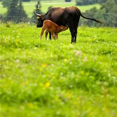 A calf is drinking from its mother in a green meadow. In the background, gentle hills and trees can be seen.