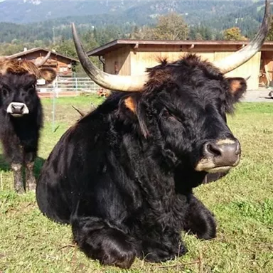 Two highland cattle in a meadow, one is sitting and the other is standing in the background. In the background, trees and a farmhouse can be seen.