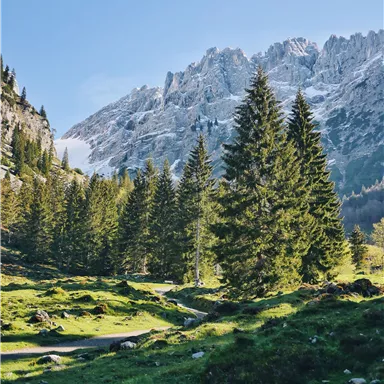Eine malerische Waldlandschaft mit grünen Wiesen und hohen Tannen. Im Hintergrund ragen majestätische Berge mit schneebedeckten Spitzen empor.