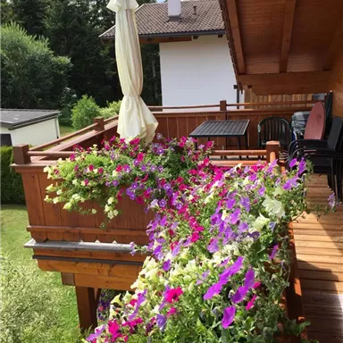 Ein Balkon mit bunten Blumen in verschiedenen Farben. Im Hintergrund sind Bäume und ein ruhiges, grünes Umfeld zu sehen.