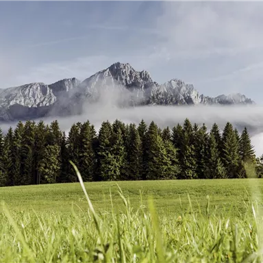 Eine grüne Wiese mit viel Gras und Bäumen im Vordergrund. Im Hintergrund erheben sich majestätische Berge, umhüllt von leichtem Nebel.