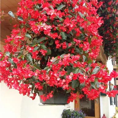 A lush bougainvillea in bright red hangs over an entrance. Below it is a green piece of furniture that complements the colorful scene.