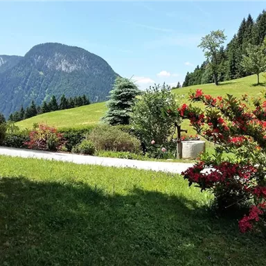A green meadow with colorful flowers and trees, surrounded by mountains under a clear blue sky. The path runs through the idyllic landscape.