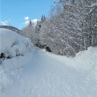 A snow-covered path through a forest with snow-covered trees. The sky is clear and blue.