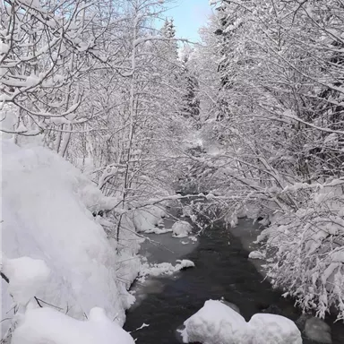 A wintry river, surrounded by snow-covered trees. The sky is clear and the snow gives the landscape a peaceful atmosphere.