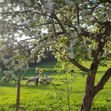 A blooming tree stands in a green meadow. In the background, animals can be seen grazing peacefully.