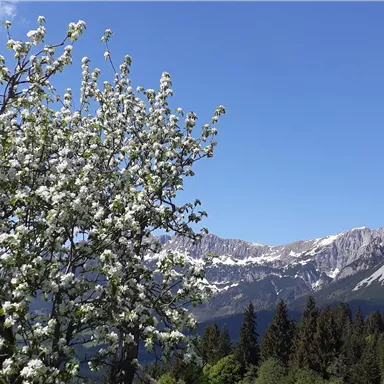 Ein blühender Obstbaum vor einer beeindruckenden Bergkulisse. Der klare blaue Himmel rundet die schöne Landschaft ab.