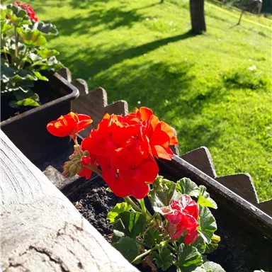 Ein blühender Balkon mit leuchtend roten Geranien. Im Hintergrund sieht man eine grüne Wiese und Bäume.