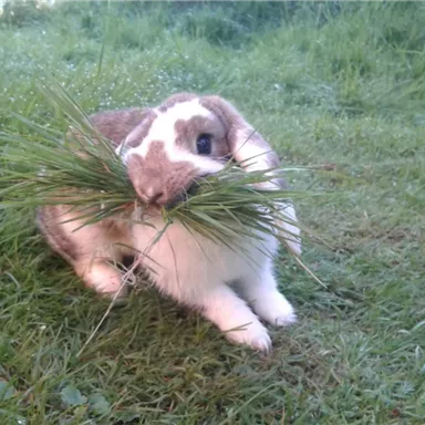 Ein Kaninchen sitzt im Gras und hält Grashalme im Mund. Es ist ein sonniger Tag und die Umgebung ist grün und frisch.
