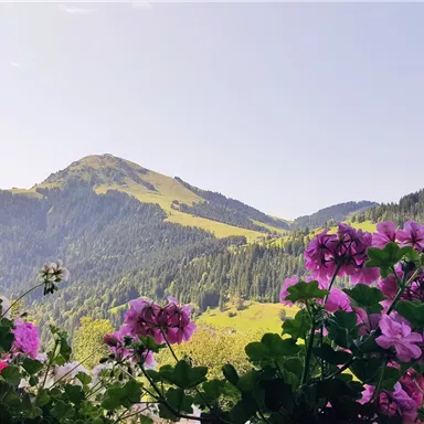 A picturesque landscape with green hills and mountains in the background. In the foreground, pink geraniums are in full bloom.