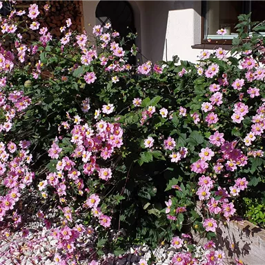 A blooming shrub with many pink flowers. In the background, there is a house and gray pebbles visible.