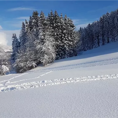 Eine verschneite Landschaft mit hohen, mit Schnee bedeckten Bäumen. Der Himmel ist klar und blau.