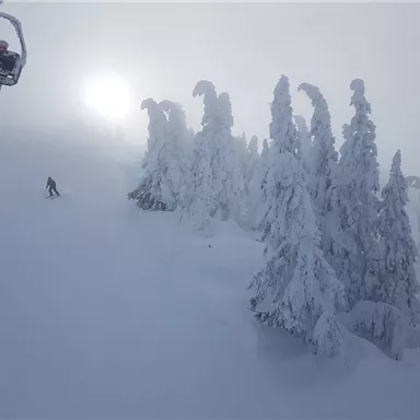 Eine verschneite Landschaft mit schneebedeckten Bäumen. Im Hintergrund fährt ein Skifahrer und die Sonne leuchtet schwach durch den Nebel.