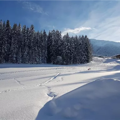 Eine winterliche Landschaft mit einem schneebedeckten Feld und hohen, grünen Bäume. Im Hintergrund sind ein kleiner Weg und ein Gebäude zu sehen.