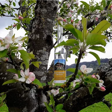 A bottle in a blooming apple tree. The delicate flowers frame the bottle and create a harmonious connection to nature.
