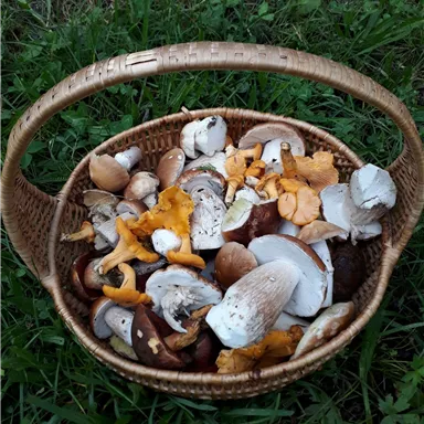 Ein Korb voller frischer Pilze liegt auf grünem Gras. Die Pilze sind in verschiedenen Farben und Formen, darunter einige Steinpilze und Eierschwammerl.