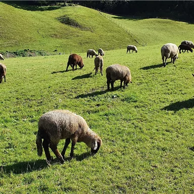 A wide meadow with many sheep grazing. In the background, gentle hills and plenty of green grass can be seen.