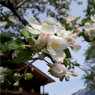 Eine blühende Obstbaumzweig mit weißen und rosa Blüten im Vordergrund. Im Hintergrund ist ein Holzhaus und die Berge sichtbar.
