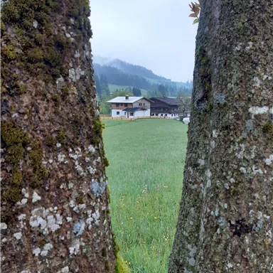Ein Blick durch zwei Bäume auf ein grünes Feld und ein Anwesen im Hintergrund. Die Umgebung ist von Bergen und Nebel umgeben.
