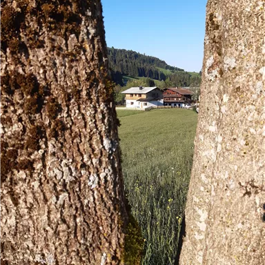 Ein Blick durch zwei Baumstämme auf ein schönes landwirtschaftliches Gebäude. Im Hintergrund erstreckt sich ein grünes Feld unter einem klaren, blauen Himmel.