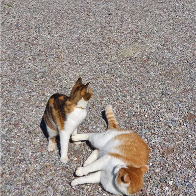 Two cats are lying on a gravel floor. One cat is standing upright while the other is lying relaxed.