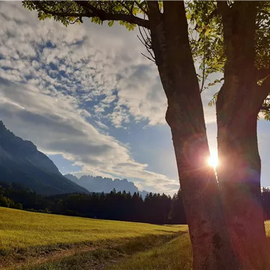 Ein schöner Sonnenuntergang hinter Bäumen in einer grünen Wiese. Die Berge sind im Hintergrund zu sehen und der Himmel hat eine interessante Wolkenstruktur.