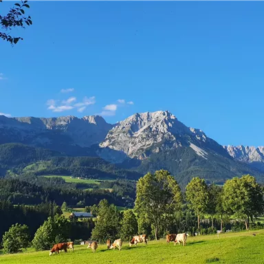 A picturesque landscape with green meadows and cows. In the background, majestic mountains and a clear blue sky can be seen.