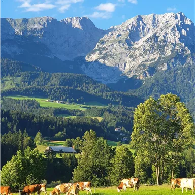 A beautiful mountain landscape with lush green grass and cows grazing. In the background, majestic mountains and a clear blue sky can be seen.