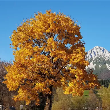 Ein leuchtend gelber Baum im Herbst mit schneebedeckten Bergen im Hintergrund. Der Himmel ist klar und blau.