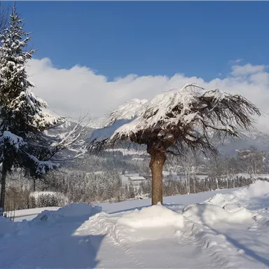A snowy winter landscape with snow-covered trees and a clear blue sky. Mountains are visible in the background.