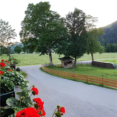 A picturesque landscape with blooming red geraniums in the foreground. The path leads to a meadow, surrounded by trees and hills.