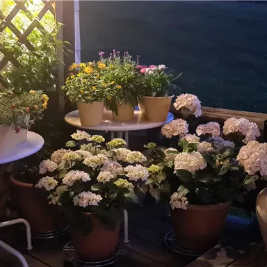 A cozy balcony with various plants and flowers in pots. The lighting creates a pleasant atmosphere in the twilight.