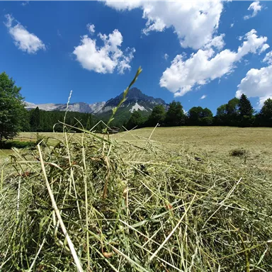 A green meadow with haystacks under a clear blue sky. In the background, mountains and scattered trees can be seen.