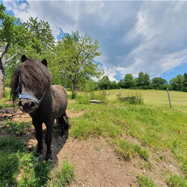 A small pony with long, black fur stands in a meadow. In the background, there are trees and a blue sky.