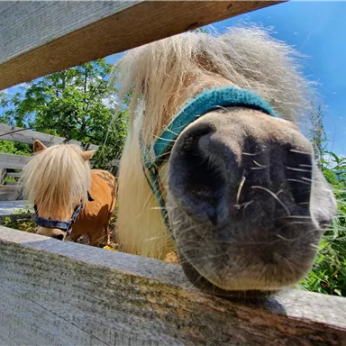 Two ponies behind a wooden fence. One of the ponies has a light mane and is looking curiously at the camera.