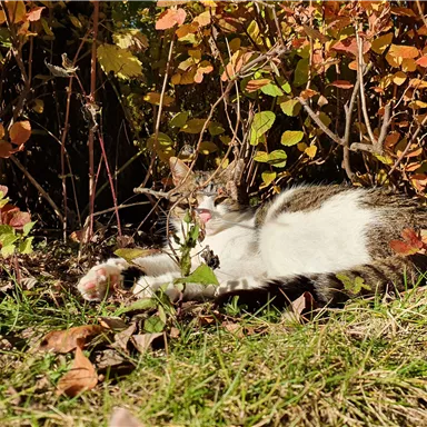 A cat is lying relaxed in the grass among colorful bushes. The autumn leaves give the scene warm tones.