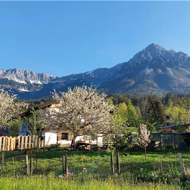 Eine malerische Landschaft mit blühenden Obstbäumen und einem dramatischen Gebirgszug im Hintergrund. Der Himmel ist klar und blau.