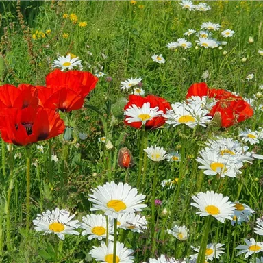 A colorful field with red poppies and white daisies. The flowers are surrounded by green grass and a light background.