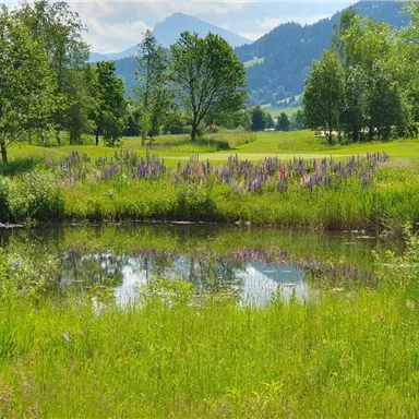 A tranquil pond surrounded by lush green and trees. In the background, gentle hills and mountains can be seen.