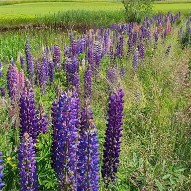 A blooming field with purple and pink lupines. In the background, green meadows and trees can be seen.