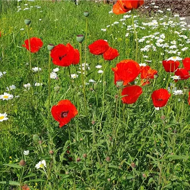 A colorful flower field with red poppies and white daisies. The grass is lush and green.