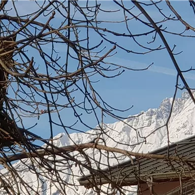 Ein schöner Blick auf schneebedeckte Berge unter einem klaren blauen Himmel. Im Vordergrund sind Äste eines Baumes sichtbar.