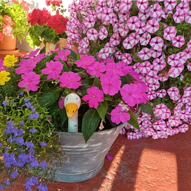 Ein bunte Blumentopf mit pinken und lila Blumen. In der Mitte steht eine kleine, lustige Ente als Dekoration.