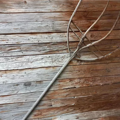 An old hay fork lies on a wooden floor. The wooden planks are in different shades of color.