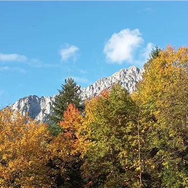 A beautiful mountain with a colorful autumn landscape in the foreground. The clear blue sky brings the picture to life.
