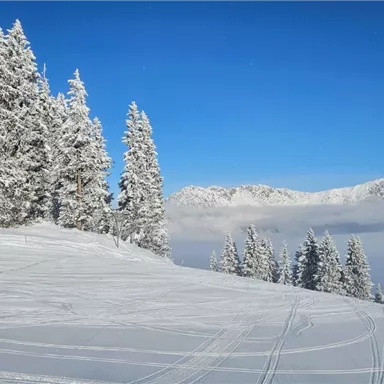 A snowy landscape with tall, snow-covered trees and a clear blue sky. In the foreground, tracks in the snow are visible.