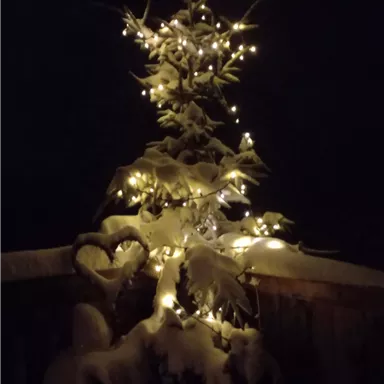 A snow-covered tree with lights that shines at night. The surroundings are calm and decorated for winter.